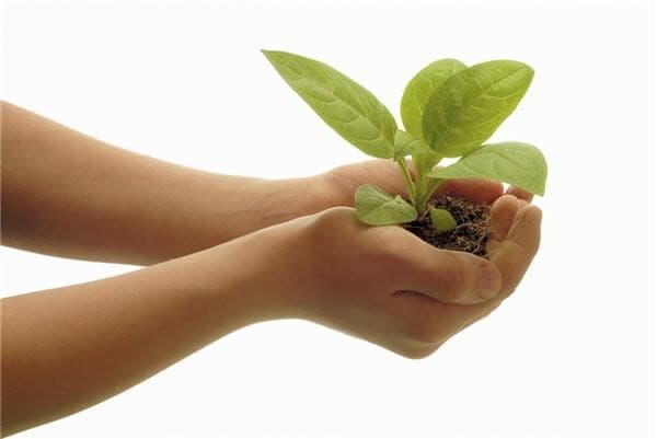 buying healthy plants