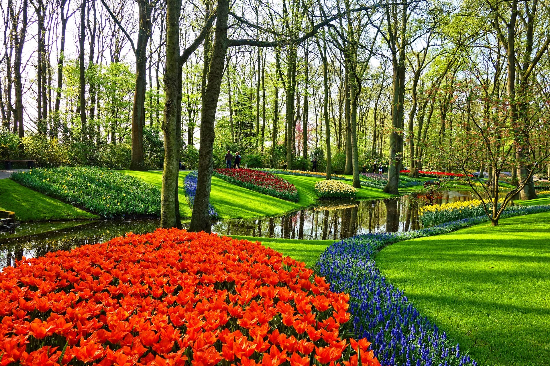 vegetable garden