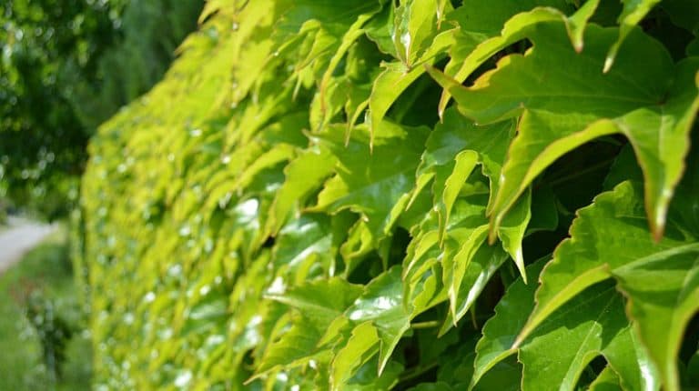 How-to-Choose-the-Best-Shrubs-and-Hedges-for-Your-Yard