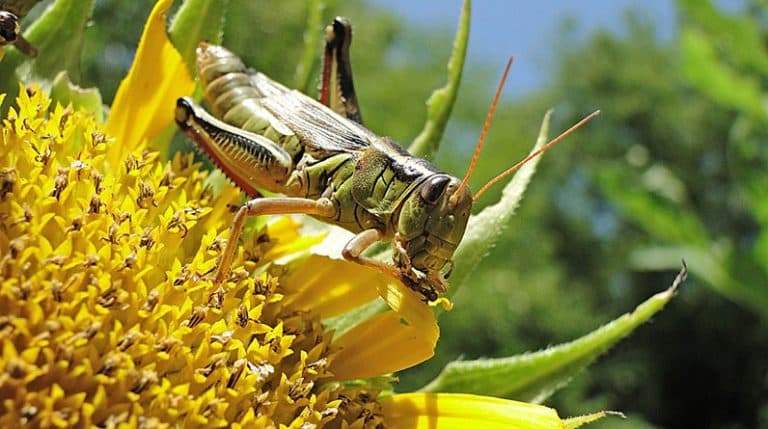 Protecting Your Organic Garden from Pests and Diseases