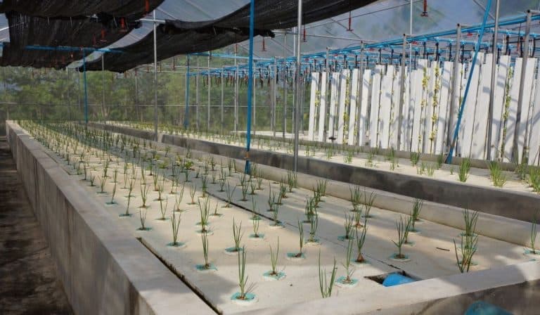 Little-Known Facts About Hydroponics That You Should Know