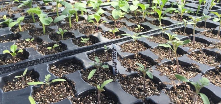 Getting Started With Seeds and Seedlings