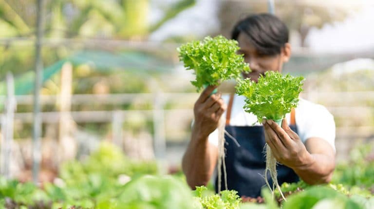 Hydroponic Gardening Mistakes to Avoid