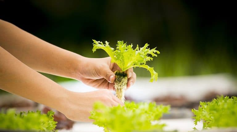 The Pros and Cons of Hydroponic Gardening