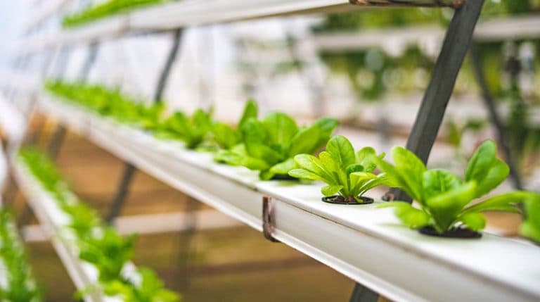 Organic Hydroponic Gardening