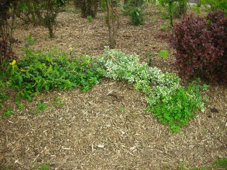no dig gardening