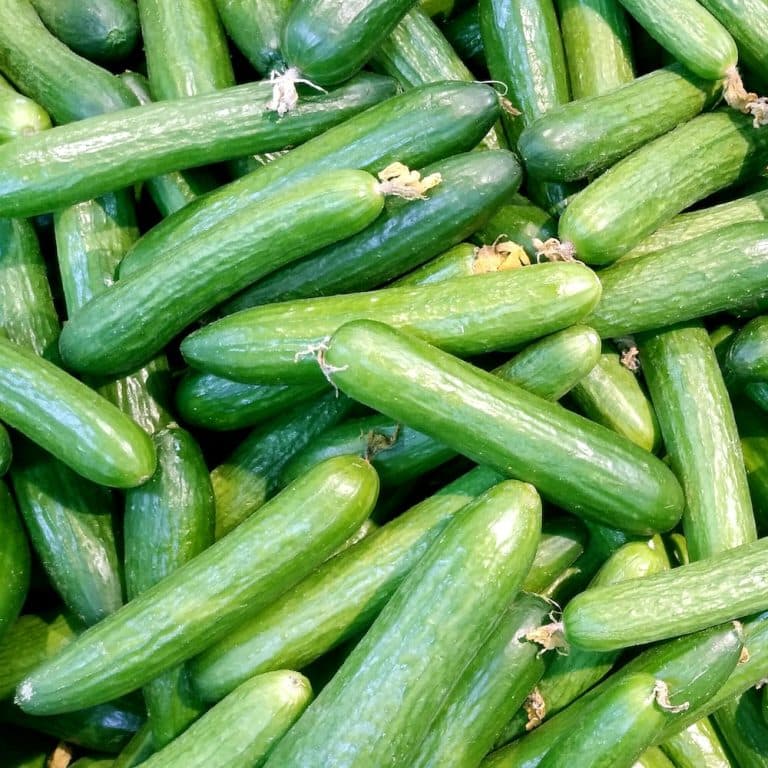 crop rotation