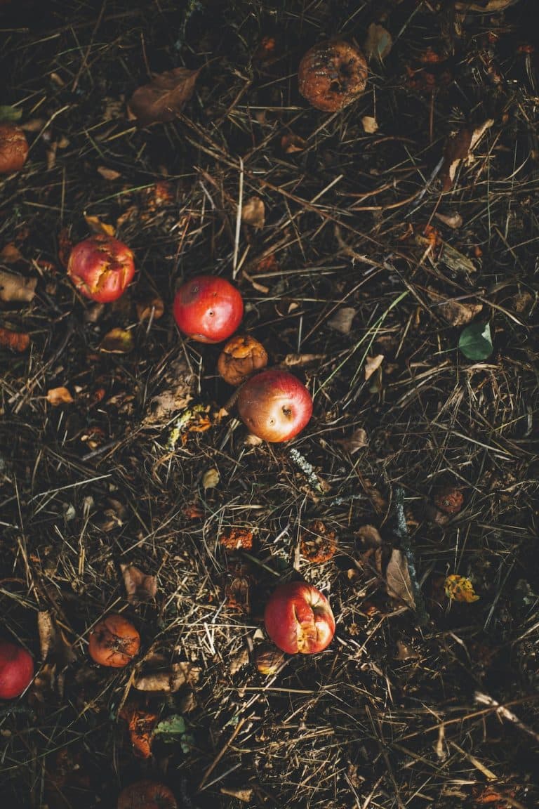Making Compost