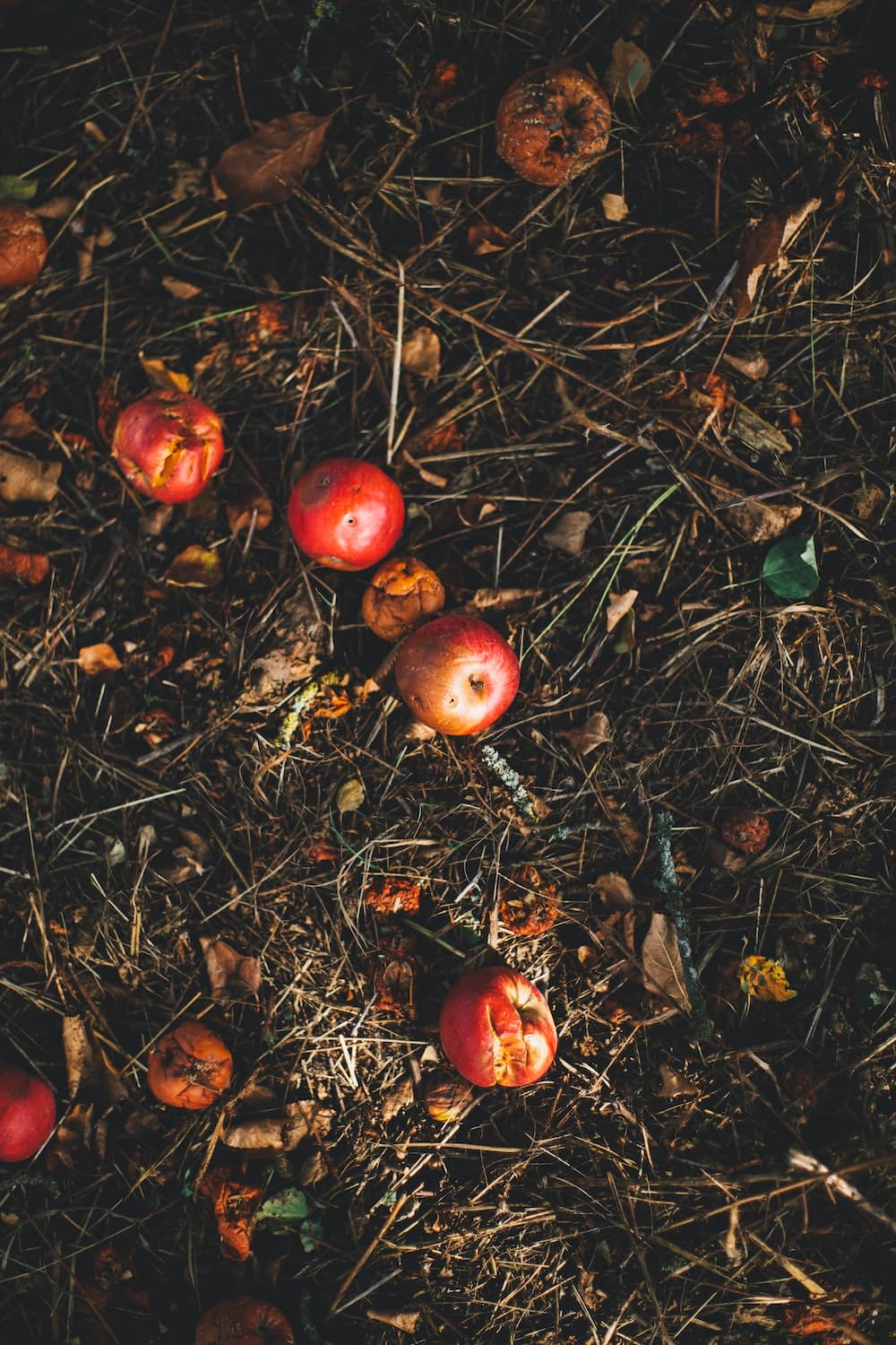 Making Compost
