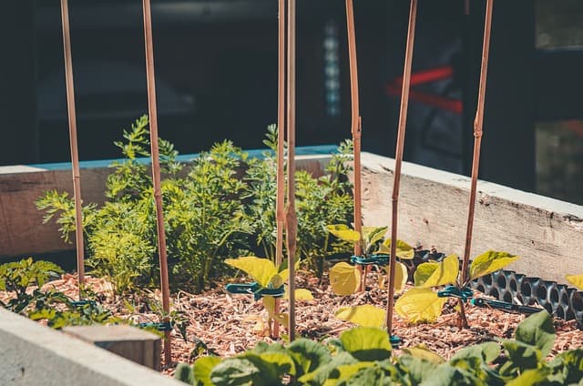 Raised Bed Vegetable Garden