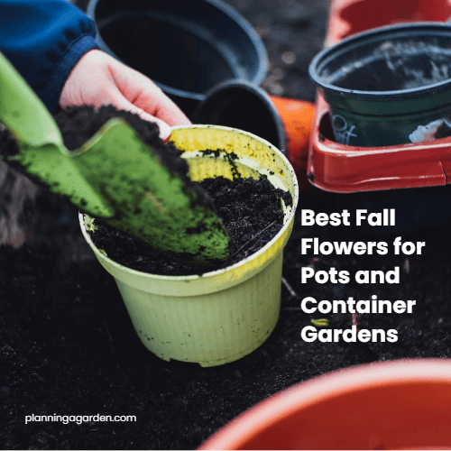 Best Fall Flowers for Pots and Container Gardens