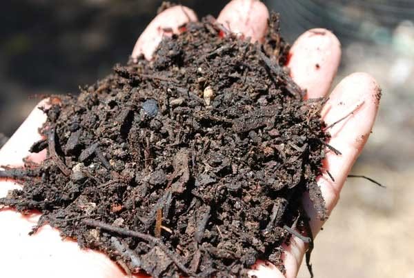 Why Compost is a Gardeners Delight