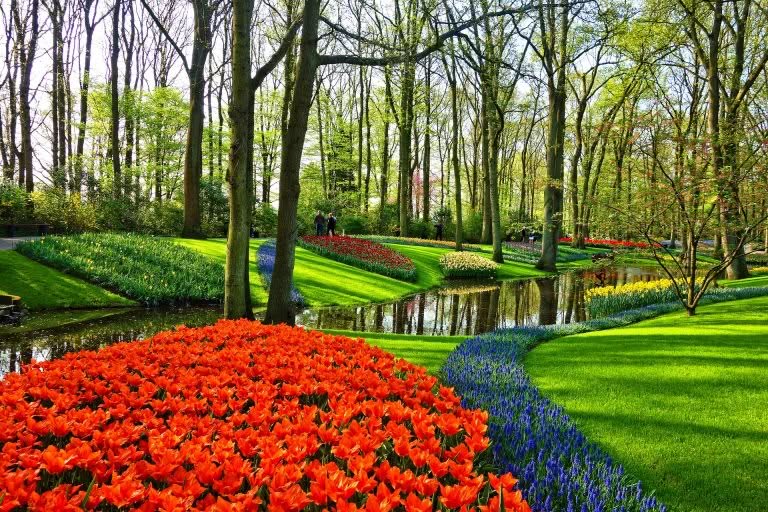 vegetable garden