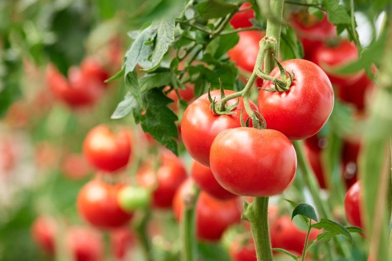 Why Should You Not Plant Cucumbers Near Tomatoes?