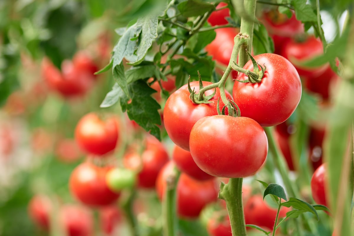 Why Should You Not Plant Cucumbers Near Tomatoes?