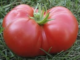 How Many Tomato Plants Per Person to Grow