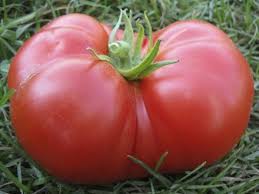 How Many Tomato Plants Per Person to Grow