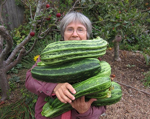 How Many Zucchini Plants Per Person?