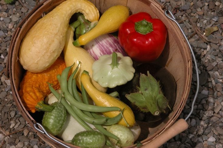 How Many Cucumber Plants Per Person
