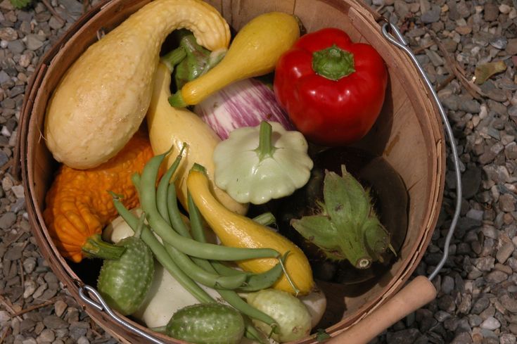 How Many Cucumber Plants Per Person