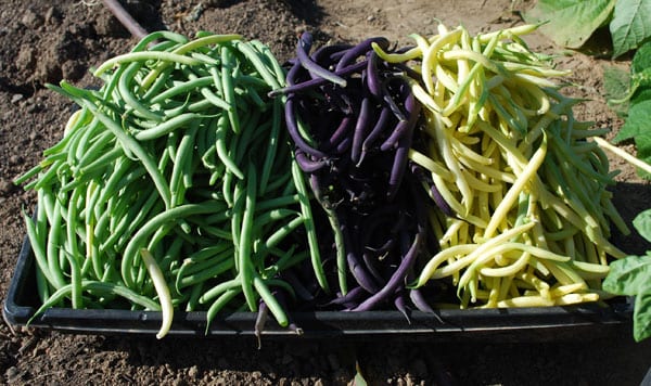 How Many Green Bean Plants Per Person?