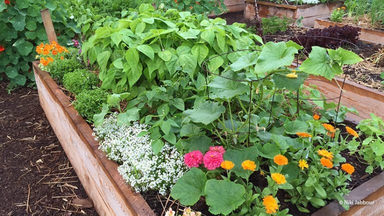 How Many Pea Plants Per Person?