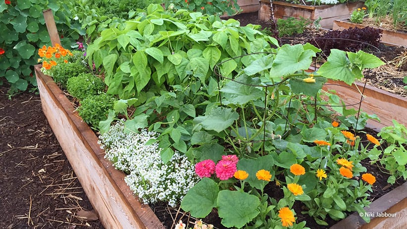 How Many Pea Plants Per Person?