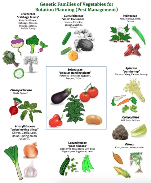 What Vegetables Can Be Planted Next to Each Other?