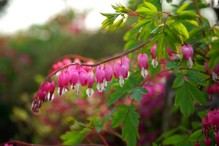 Types Of Gardening