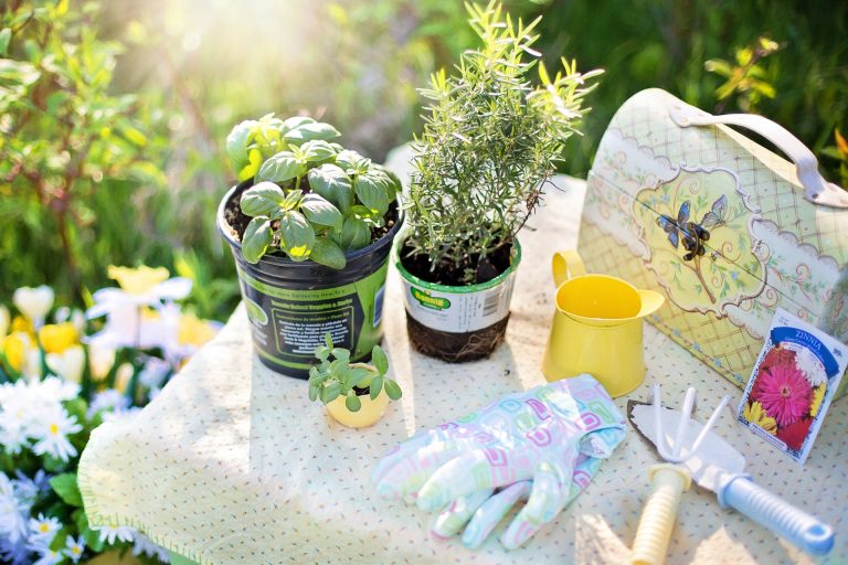 Gardening Tips For New Gardeners