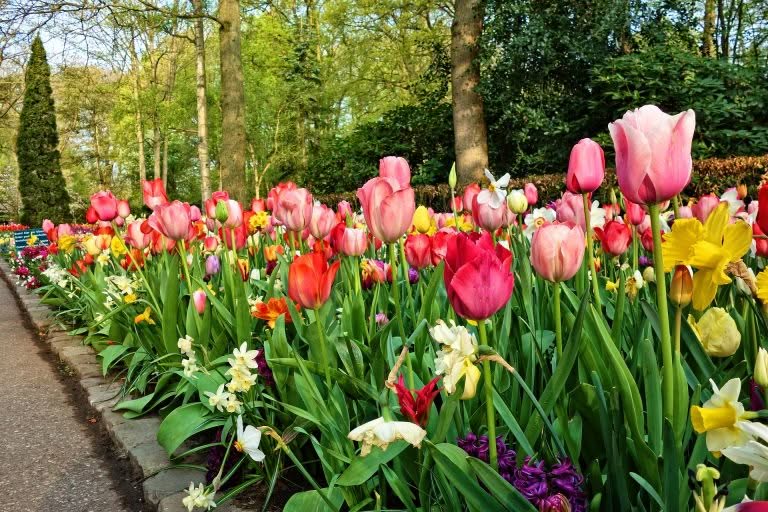 Things to Consider When Designing a Garden for Beginners