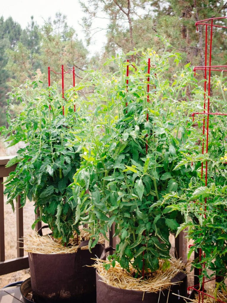 Growing Tomato's In A Container