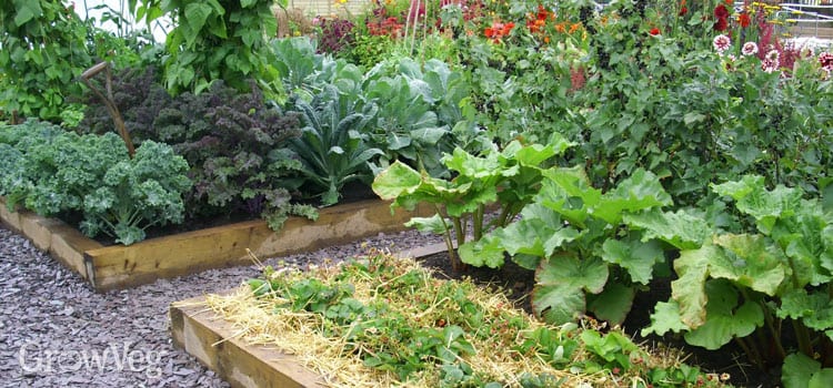 Planning a Garden - Tips and Tricks