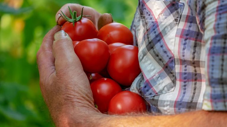 Starting Your Own Organic Vegetable Garden