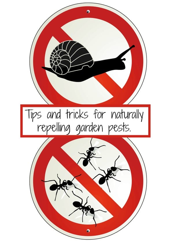 Gardening Pest Control Tips