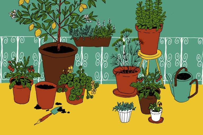 How to Water Your Balcony Garden