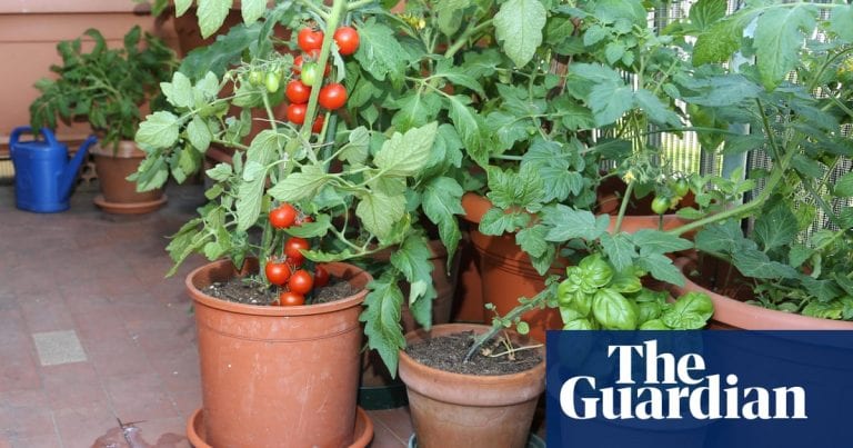 Should You Make a Container Garden on Your Balcony?