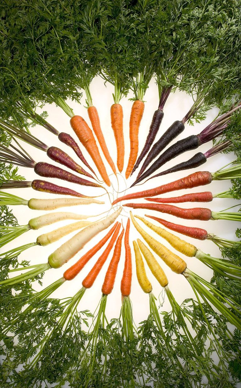 Carrots Edible Plants