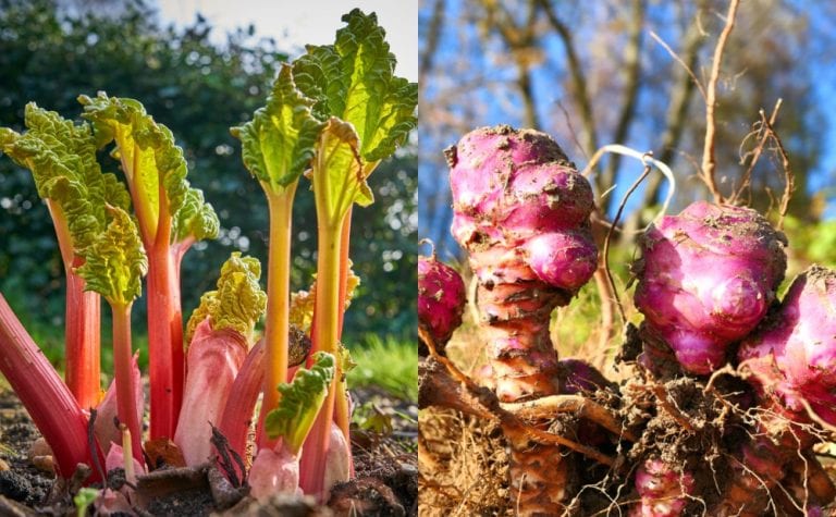 Low-Maintenance Edible Plants You Can Grow in Your Garden
