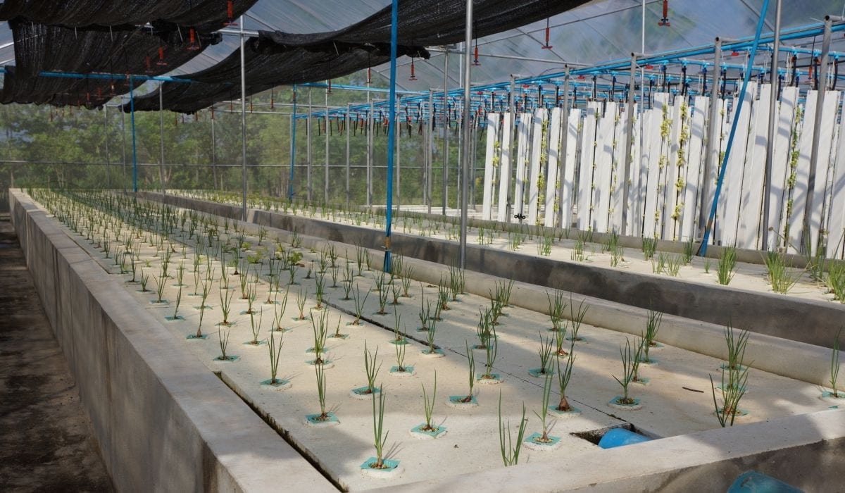 Little-Known Facts About Hydroponics That You Should Know