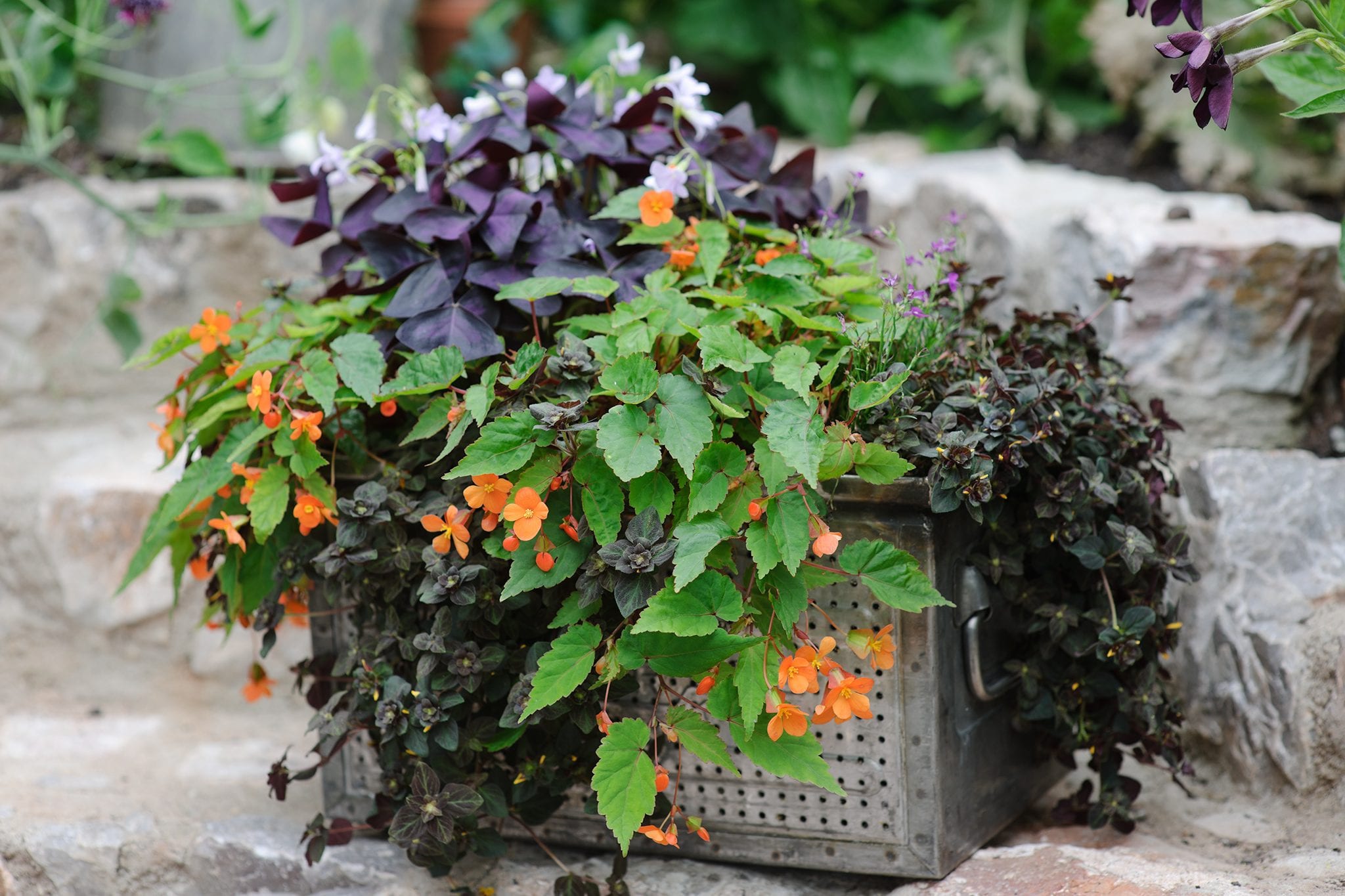 Caring For Your Balcony Garden