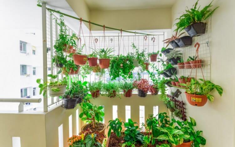 How to Grow a Vertical Balcony Garden