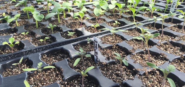 Getting Started With Seeds and Seedlings