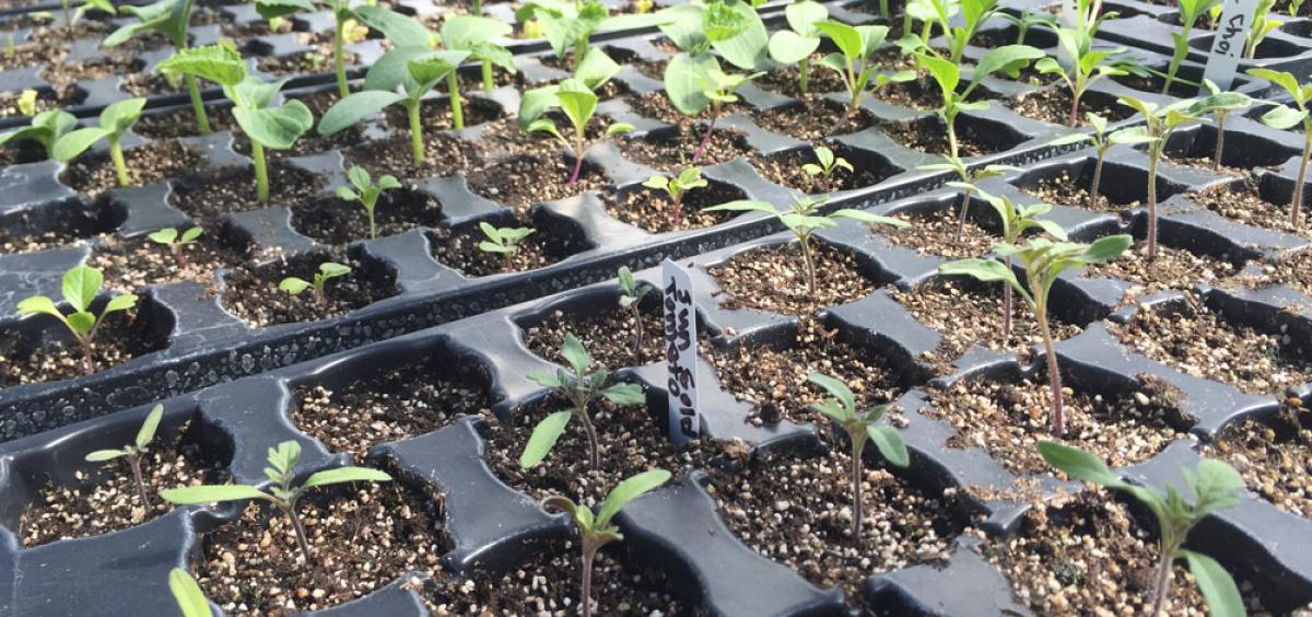 Getting Started With Seeds and Seedlings