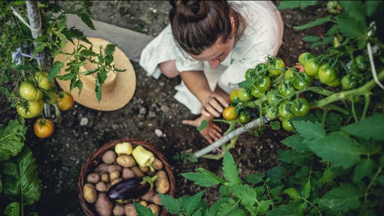 Basics of Edible Gardening