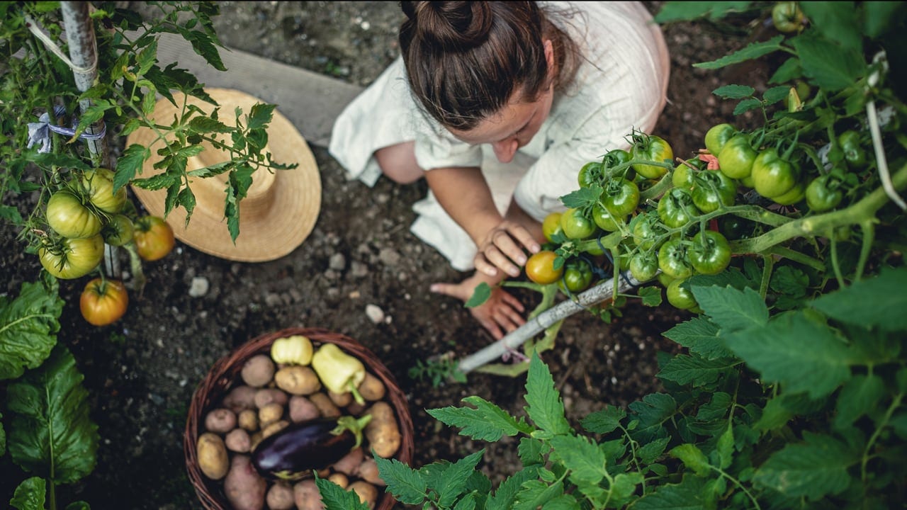 Basics of Edible Gardening