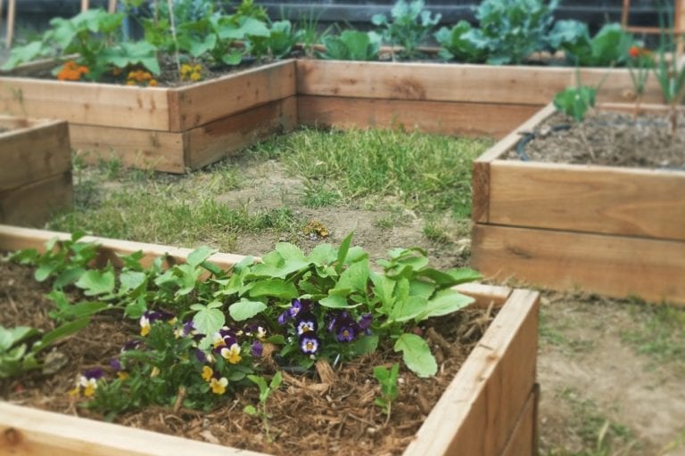 How to Create a Beautiful and Productive Raised Bed Garden on Your Balcony