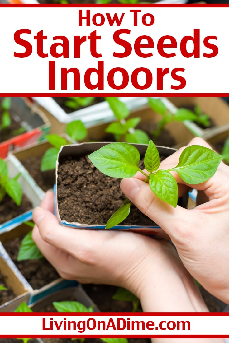 How to Start Seeds Indoors Before Spring