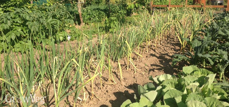 Selecting Seeds For Your Vegetable Garden