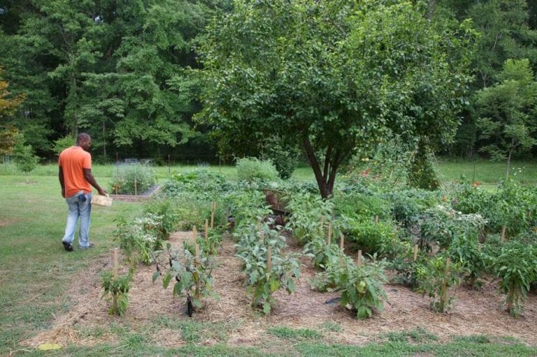 10 Steps to Planting a Garden